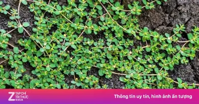 Cỏ sữa lá nhỏ: 'Cây thuốc nghìn rễ' đa công dụng mọc khắp vườn