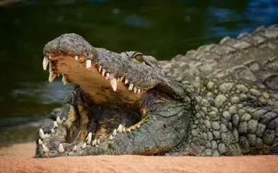 Cá sấu dài 3,6m tấn công nữ du khách khi đang bơi ở Florida