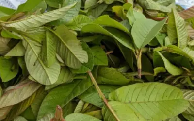 Cách làm đẹp từ lá ổi: bí quyết giúp da trắng mịn, giảm mụn