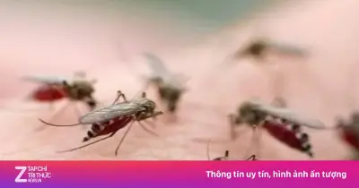 Chủ động ngăn sốt xuất huyết mùa cao điểm tại Hà Nội