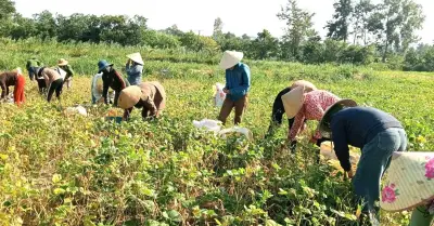 Cha mẹ tìm con trai mất tích, dân làng đồng lòng thu hoạch lúa giúp