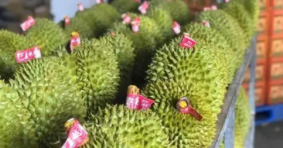 Cải cách thủ tục cấp mã vùng trồng sầu riêng: Làn gió mới cho xuất khẩu