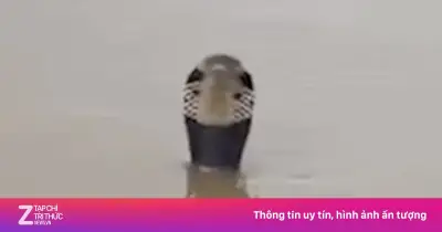 Clip rắn sông Chương Ngọc đau bụng lòi lòi trong lũ ở Trung Quốc