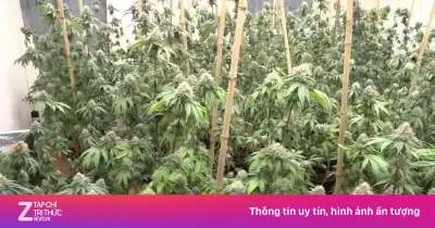 Căn nhà hoang ở Hà Nội biến thành 'trang trại' cần sa, 13 đối tượng bị khởi tố