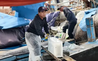 Cảng cá Quảng Ngãi nhộn nhịp trở lại nhờ giá dầu giảm sâu