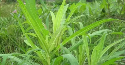Cây bồ công anh: Vị thuốc quý cho người tiểu đường