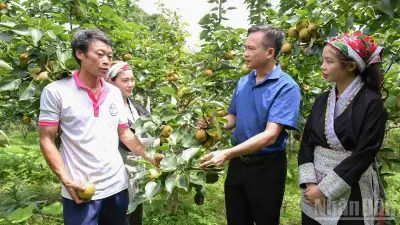 Cây lê Mường Hum giúp người dân thoát nghèo và phát triển du lịch