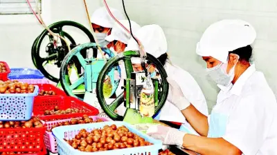 Cây mắc-ca Lâm Đồng khẳng định vị thế, hướng tới chuỗi giá trị bền vững
