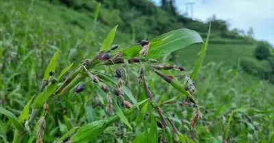 Cây mọc dại tốt cho người tiểu đường và viêm khớp