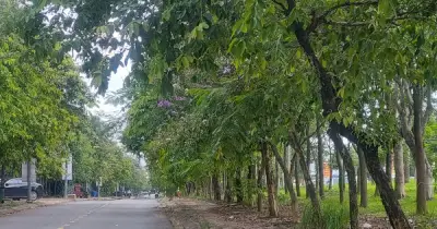 Cây xanh choán tầm nhìn gây mất an toàn giao thông tại Đồng Nai