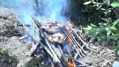 Dịch tả lợn châu Phi bùng phát tại Cà Mau, tiêu hủy gần 46 tấn lợn