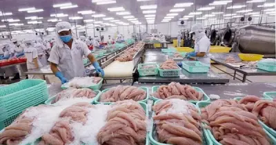 Doanh thu giảm 74% nhưng lợi nhuận Thủy sản Mekong tăng 200% nhờ tiền gửi