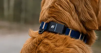 Fi Ultra: Thiết bị theo dõi thú cưng đầu tiên dùng Starlink, giá 199 USD