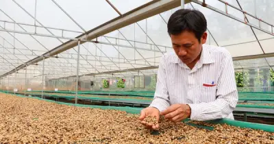 Giá cà phê lao dốc ngày thứ hai, xóa sạch thành quả tăng đầu tuần