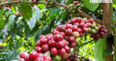 Giá cà phê lại lao dốc, kết thúc tuần biến động mạnh