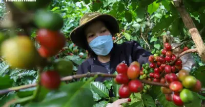 Giá cà phê Việt Nam cao hơn thế giới 50 USD/tấn nhờ chứng nhận EUDR