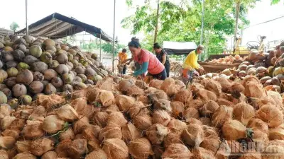 Giá dừa nguyên liệu giảm mạnh, nông dân Vĩnh Long lao đao