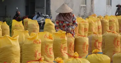 Giá gạo tăng trở lại, xuất khẩu vào Trung Quốc và Iraq tăng vọt
