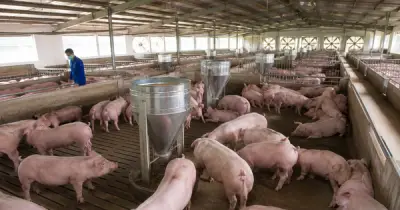 Giá heo hơi hôm nay 13.7.2026: Bất ngờ tăng trở lại trên cả nước