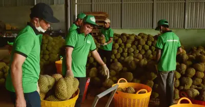 Giá sầu riêng giảm 30-50%, ngành hàng tỷ USD đối mặt áp lực mới