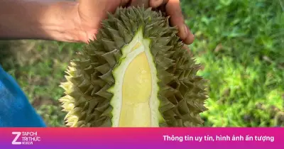 Giá sầu riêng lao dốc 30%, nhà vườn Đồng Nai đứng ngồi không yên