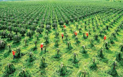 Giá thanh long giảm một nửa chỉ sau một tuần, nông dân Lâm Đồng lo lắng