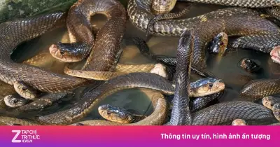 Gần 900 con rắn sổng chuồng trong trận lũ ở Quảng Tây, Trung Quốc