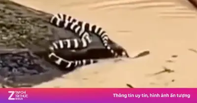 Gần 900 con rắn sổng chuồng vì lũ dữ ở Quảng Tây, Trung Quốc