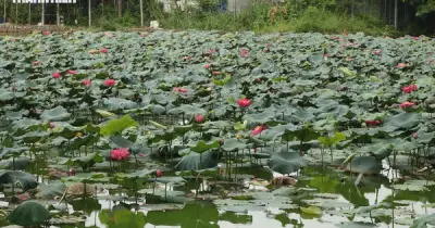 Hồ sen nở rộ giữa công viên Biên Hùng, Đồng Nai thu hút người dân