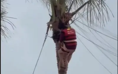 Hai mẹ con mắc kẹt trên cây dừa sau sự cố dù bay ở Hạ Long