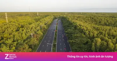 Hai tuyến xe buýt miễn phí xuyên rừng ngập mặn Cần Giờ ở TP.HCM
