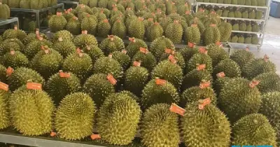Hải quan chỉ đạo khẩn thông quan sầu riêng trong ngày, cấm gây khó