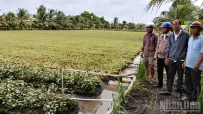 Hàng chục hecta rau màu ở Đồng Tháp hư hại nghi do nguồn nước tưới