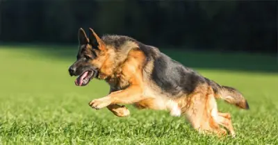 Hướng dẫn xử trí vết thương do chó mèo cắn đúng cách