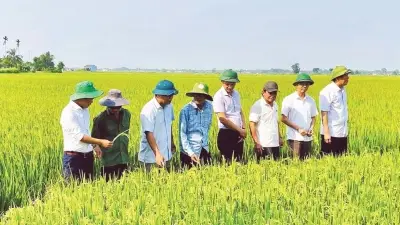 Hợp tác xã Triệu Phong thành công với mô hình lúa hữu cơ