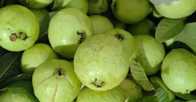 Ổi giàu vitamin C hơn cam, chuyên gia khuyên bổ sung vào thực đơn hàng ngày