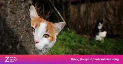 Italy treo thưởng 1.000 euro truy tìm kẻ dùng mèo gây cháy rừng