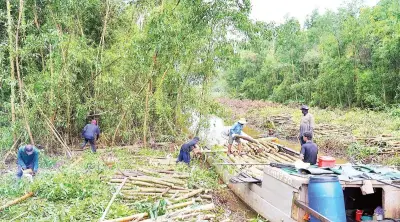 Keo lai giúp nông dân Cà Mau thu 1,2 tỷ đồng từ 4 ha đất ngập nước