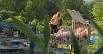 Khởi tố 6 bị can trong đường dây buôn bán lợn dịch tả châu Phi quy mô lớn