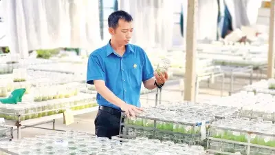 Khát vọng làm giàu từ cây giống công nghệ cao ở Gia Lai