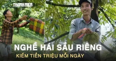 Leo cây ‘hái tiền’: Nghề thu hoạch sầu riêng thu nhập triệu đồng mỗi ngày ở Lâm Đồng