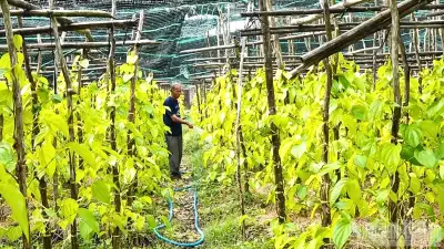Liên kết sản xuất nâng cao thu nhập nông dân Hà Nội