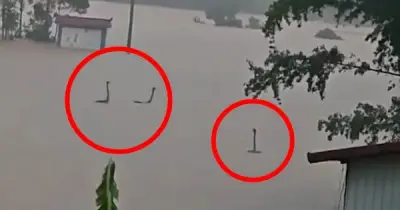 Làm rõ bức ảnh rắn ngóc đầu như quái vật hồ Loch Ness trong nước lũ Trung Quốc