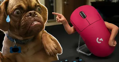 Logitech bị phạt gần 800 triệu vì ví khách hàng như chó trên Douyin