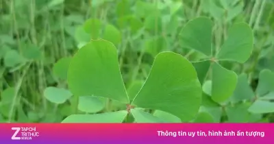 Loại cỏ mọc hoang rau bợ mang nhiều lợi ích sức khỏe ít ai ngờ
