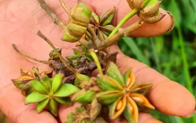 Loài hoa cực quý hiếm được thế giới săn lùng có ở Việt Nam, giúp thu lợi hàng nghìn tỷ