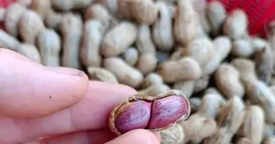 Loại hạt được ca ngợi vừa dinh dưỡng nhưng 2 nhóm người nên tránh xa