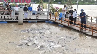 Mô hình tái tạo thủy sản ở Đồng Tháp hút khách du lịch