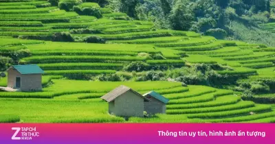 Mùa lúa xanh phủ kín ruộng bậc thang Y Tý đẹp như tranh