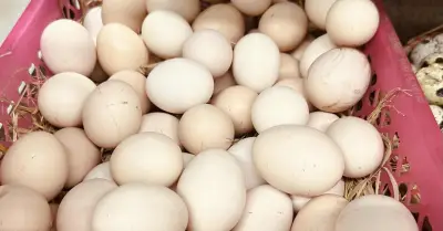 Mỗi tuần nên ăn bao nhiêu quả trứng?